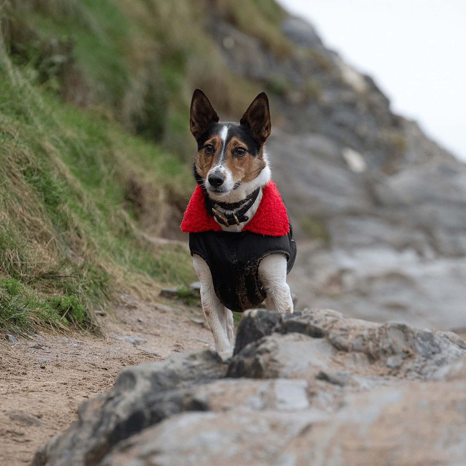 dryrobe Dog Robe Coat - Image 43