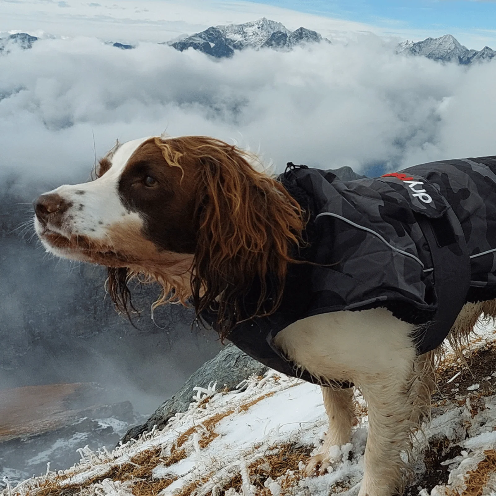 dryrobe Dog Robe Coat - Image 72