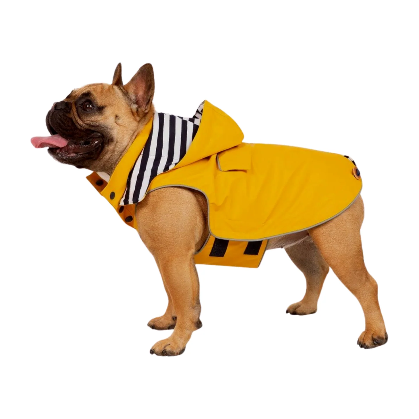 Trespaws Seadog Dog Raincoat - Image 11