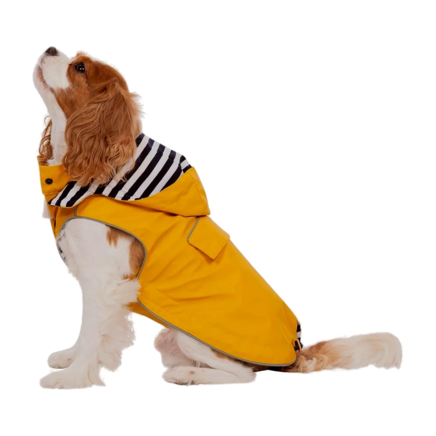 Trespaws Seadog Dog Raincoat - Image 12