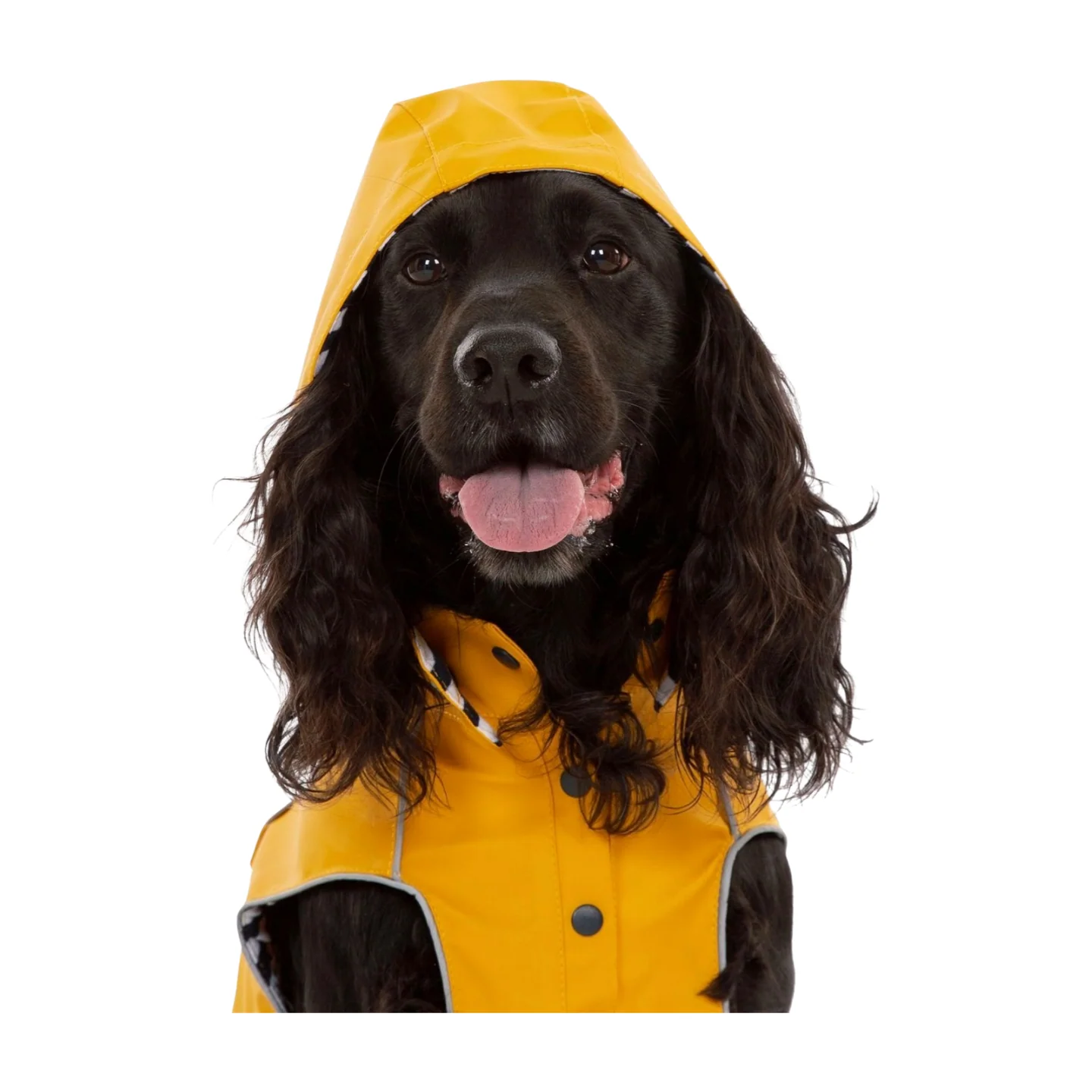 Trespaws Seadog Dog Raincoat - Image 14