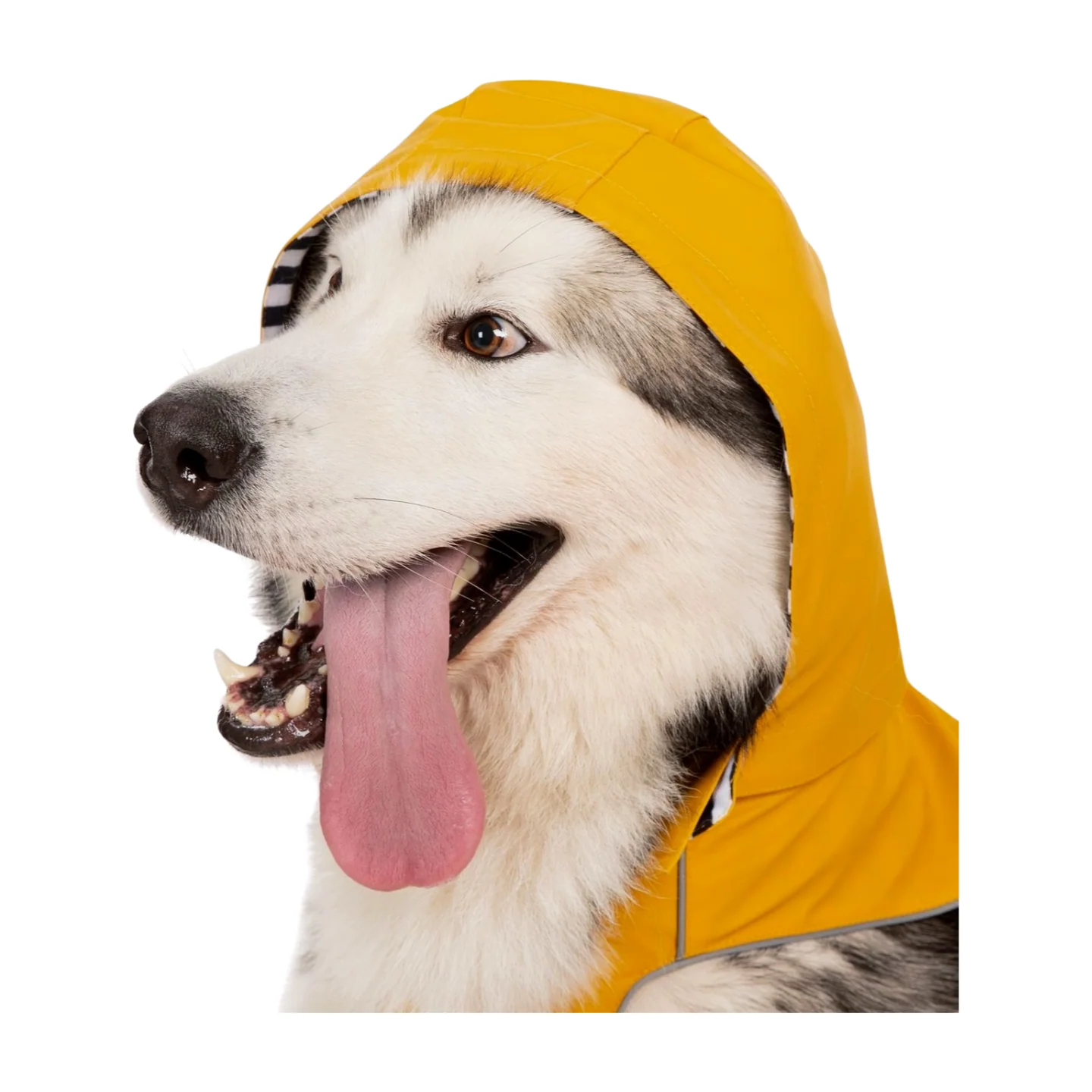 Trespaws Seadog Dog Raincoat - Image 9